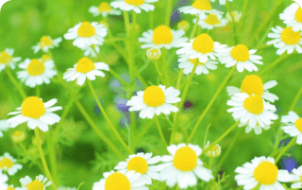 環境にやさしいエコロジー製品